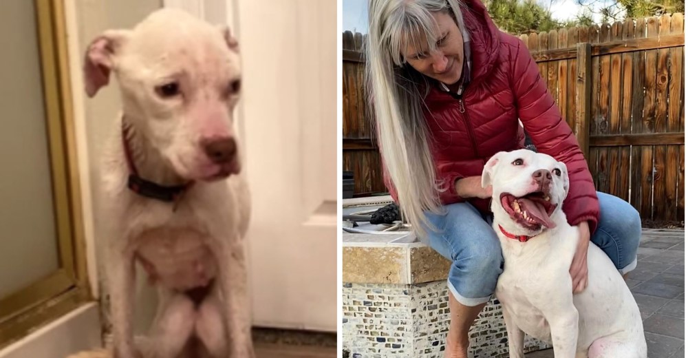Una perrita pitbull de bajo peso es hallada en una casa abandonada y ahora está fuera de peligro Una perrita pitbull de bajo peso es hallada en una casa abandonada y ahora está fuera de peligro