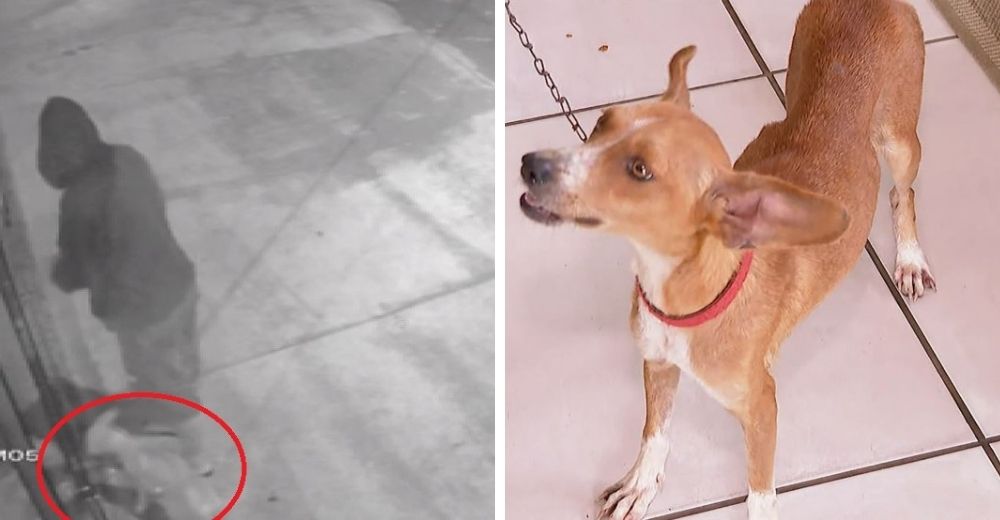 Cámaras de seguridad graban a una perrita muy enferma suplicando a su dueño que no la abandone Cámaras de seguridad graban a una perrita muy enferma suplicando a su dueño que no la abandone
