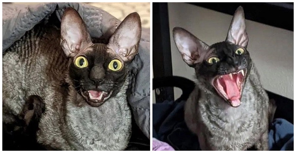 Un alarmado exorcista le exige a una mujer que encierre a su gato «demoníaco» y que rece Un alarmado exorcista le exige a una mujer que encierre a su gato «demoníaco» y que rece