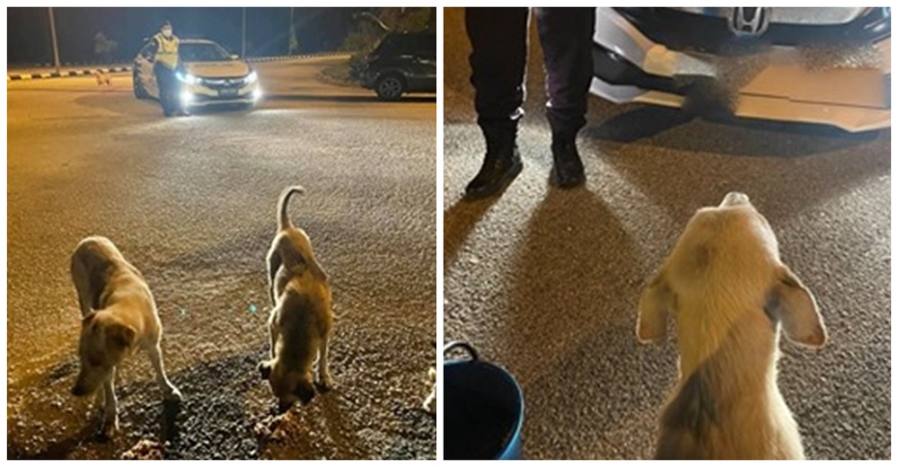 Policías interceptan a una mujer que alimentaba a perritos callejeros y toman medidas