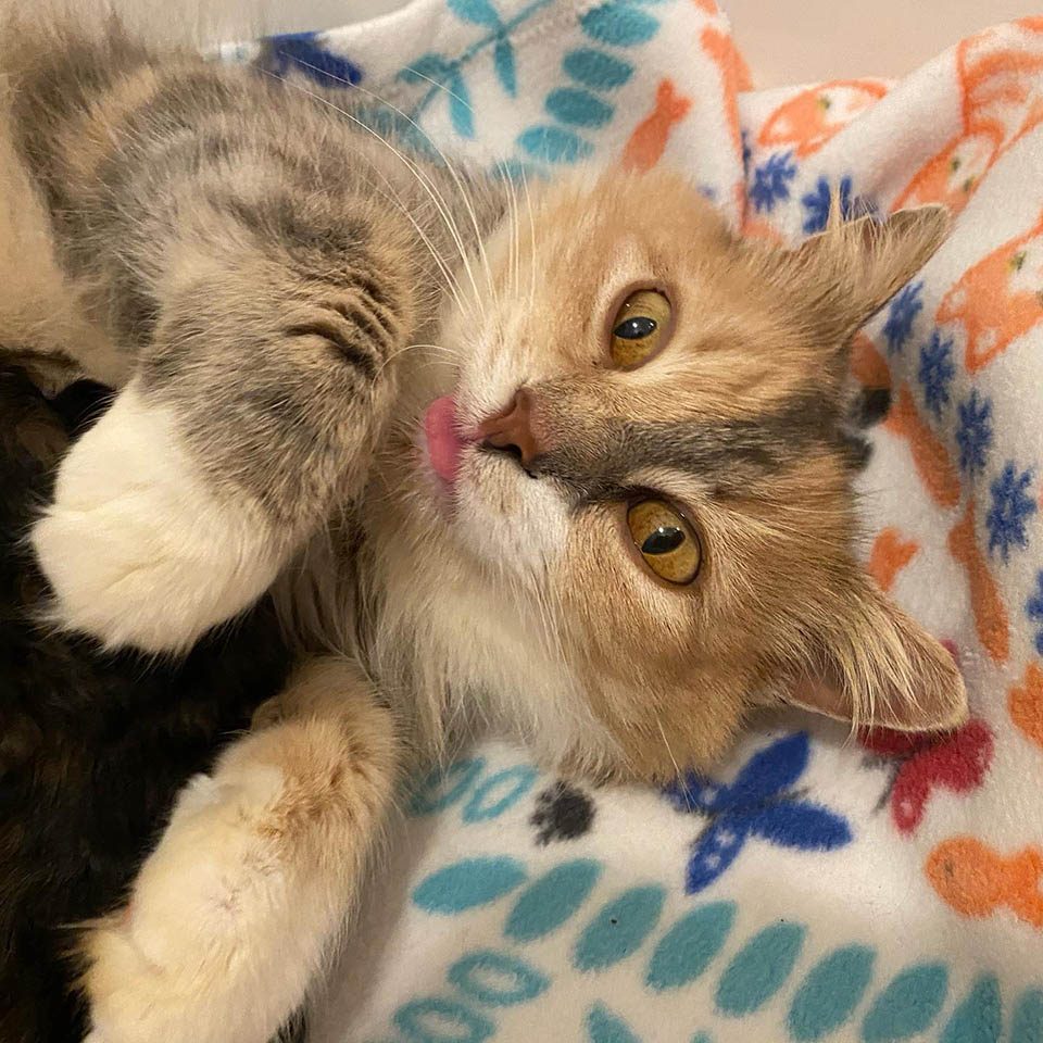 Donde Puedo Ver Amor De Gata