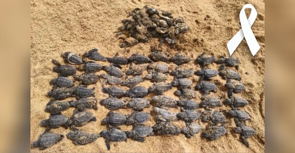 Lloran la muerte de 90 tortugas bebés por la culpa de un humano sin corazón