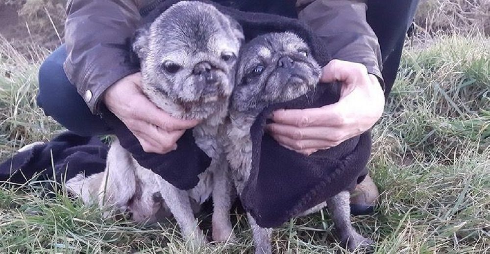 Arrestan al hombre que intentó ahogar en un río a los 2 perritos de su ex pareja