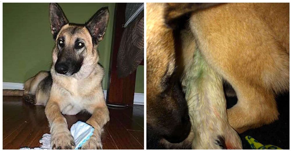 Una perrita rescatada sorprende a quienes la salvaron dando a luz a un cachorro verde
