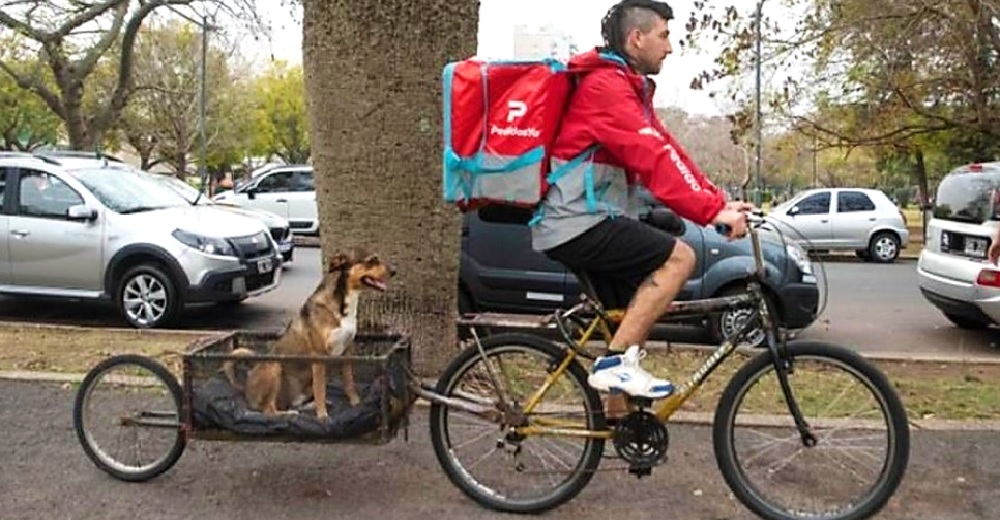 Muchos detienen al repartidor tras ver el acto que tuvo con un indefenso perrito en su bicicleta Muchos detienen al repartidor tras ver el acto que tuvo con un indefenso perrito en su bicicleta