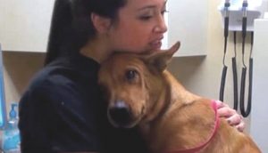 Perrito saludable salvado 5 minutos antes de ser sacrificado, hace llorar a la veterinaria