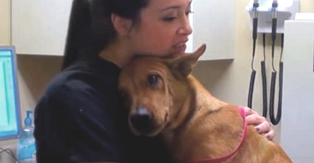 Perrito saludable salvado 5 minutos antes de ser sacrificado, hace llorar a la veterinaria