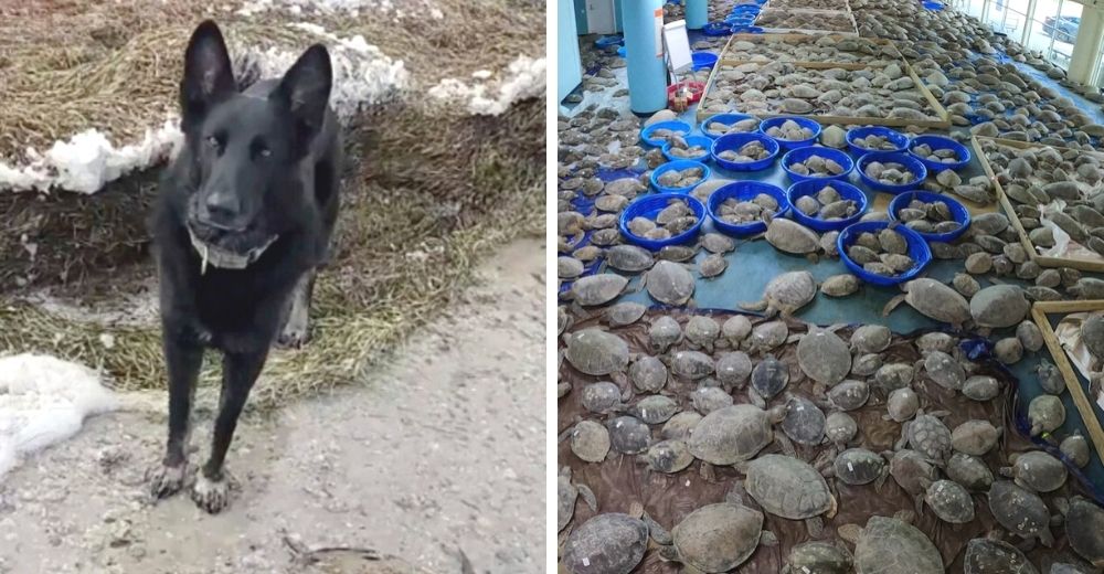 Un perro lidera el rescate de casi 5.000 tortugas a punto de morir en una tormenta