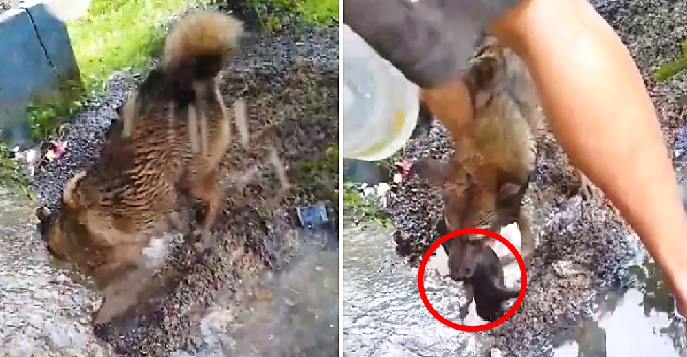 Valiente perrita se sumerge en el lodo en un desesperado intento por salvar a sus cachorros Valiente perrita se sumerge en el lodo en un desesperado intento por salvar a sus cachorros