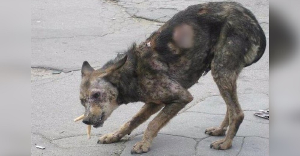 Pareja ve la foto de un perro «Zombi» en las calles y corre a salvarlo a pesar de las críticas