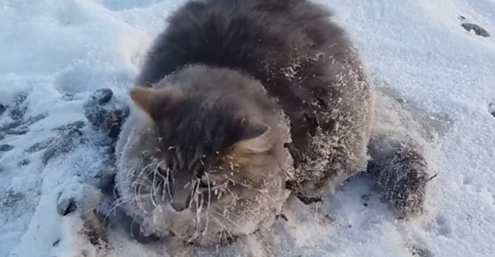 Aterrado gatito termina con sus cuatro patitas congeladas en la nieve sin poder moverse