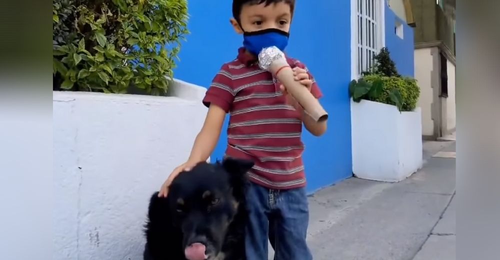 Pequeño niño conmueve con su dulce reportaje entrevistando a perritos callejeros