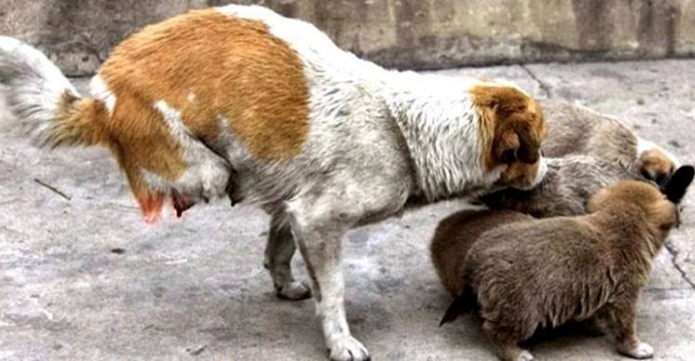 La abandonan, la atropellan y pierde sus patas traseras, pero no deja de velar por sus cachorros