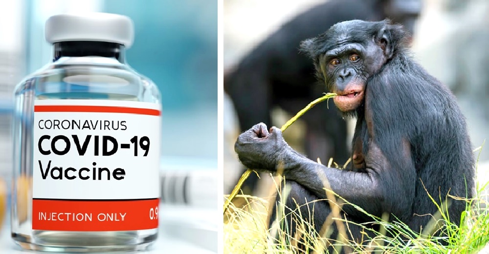 Señalan al zoo que vacunó contra el Covid-19 a sus simios ante la indignación de muchos