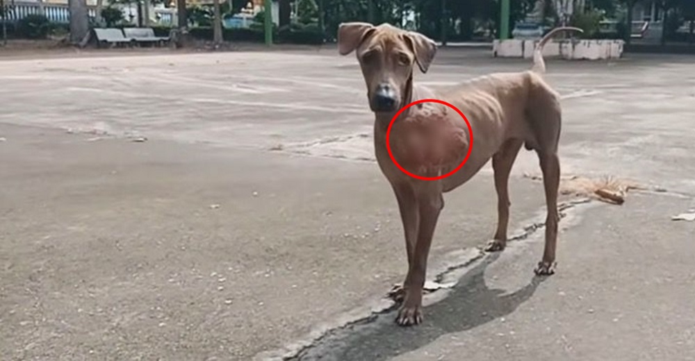 Perrito callejero caminaba desolado con un enorme bulto en su cuello, esperando a su héroe Perrito callejero caminaba desolado con un enorme bulto en su cuello, esperando a su héroe