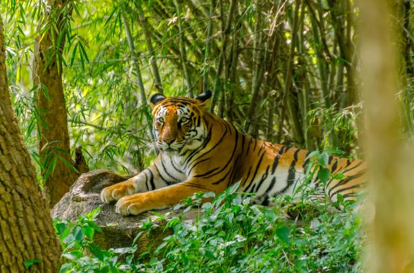 Nace una tigra de Sumatra en un zoológico tras años sin registrar un