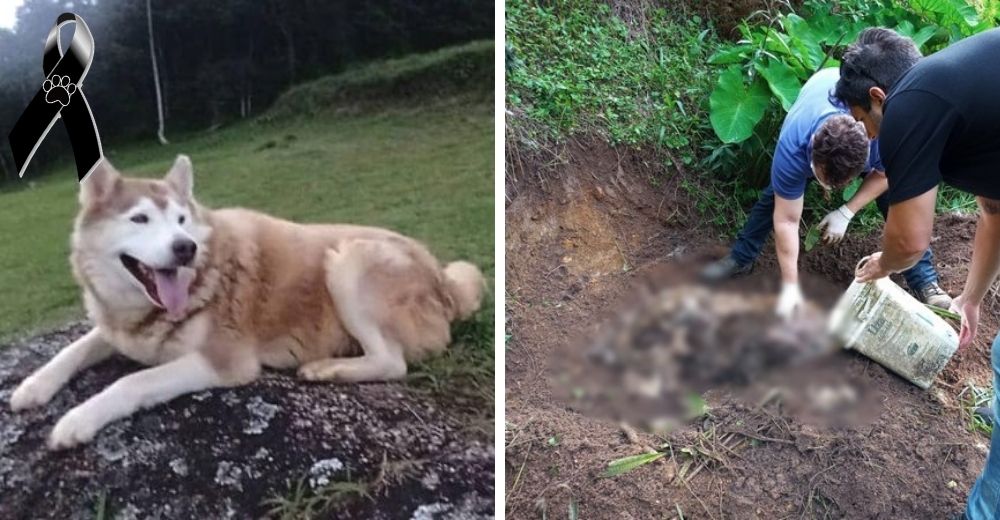 Tras días de angustia hallan a su perro sin vida en el jardín del vecino, ahora exigen justicia Tras días de angustia hallan a su perro sin vida en el jardín del vecino, ahora exigen justicia