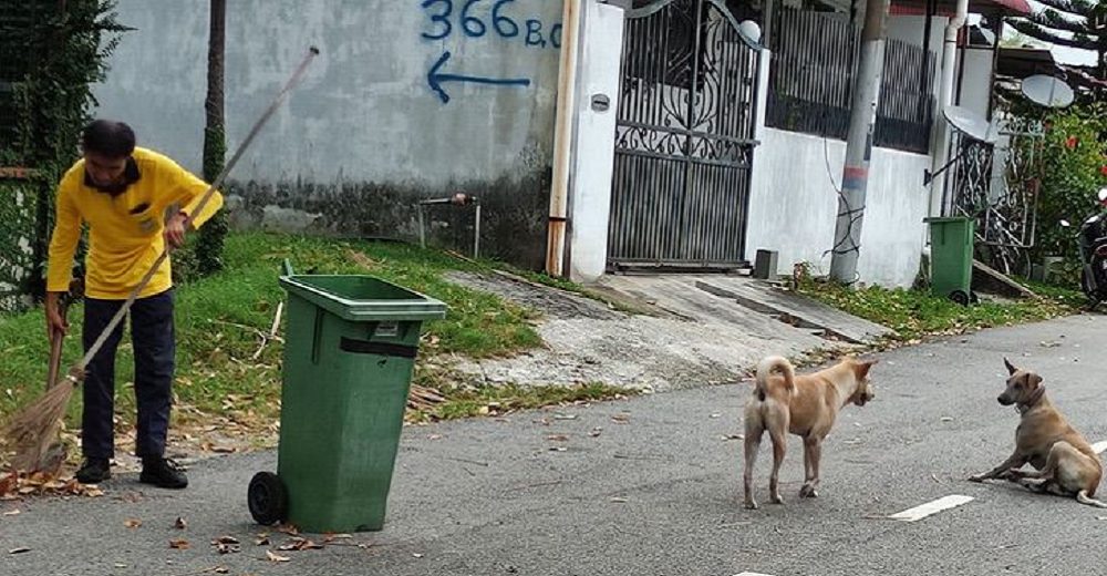 Captan a dos perritos sin hogar defendiendo a un barrendero discapacitado que sufre en la calle