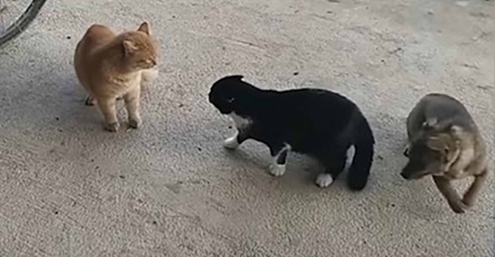 Un perrito ve que dos gatos están a punto de perder su amistad y su reacción se hace viral Un perrito ve que dos gatos están a punto de perder su amistad y su reacción se hace viral