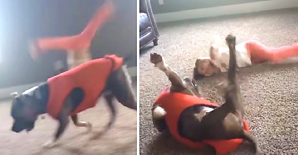 Perrito pitbull lucha por imitar las volteretas de su hermanita humana y se hace viral Perrito pitbull lucha por imitar las volteretas de su hermanita humana y se hace viral