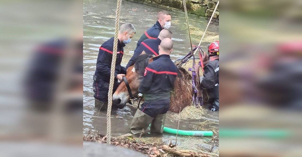 Hacen lo posible por salvar a una yegua que tras emocionarse terminó atrapada en un canal Hacen lo posible por salvar a una yegua que tras emocionarse terminó atrapada en un canal