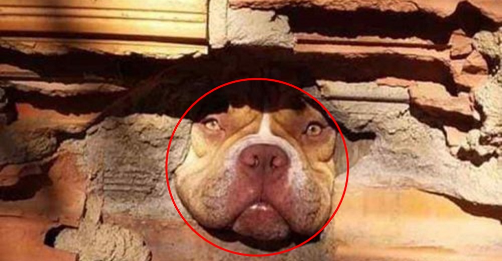 Un hombre denuncia que la perrita pitbull de su vecina es una chismosa que no deja de espiarlo