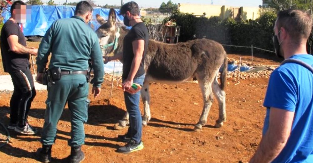 Rescatan en una finca a 17 animales exóticos abandonados, algunos no lograron sobrevivir