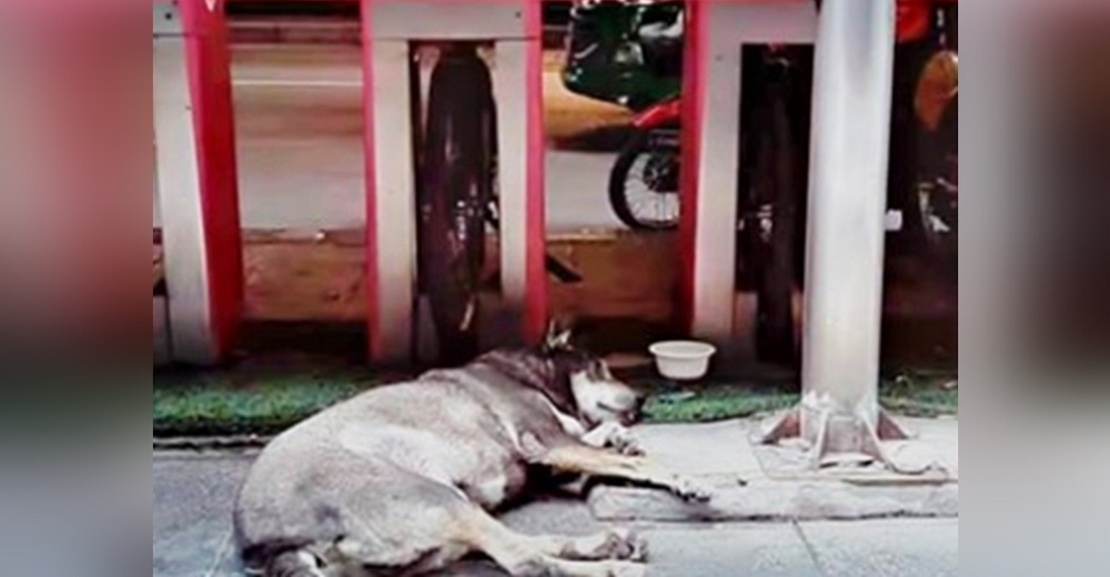 Hallan un perro anciano colapsado en la calle, al examinarlo no pueden entender tanta maldad Hallan un perro anciano colapsado en la calle, al examinarlo no pueden entender tanta maldad