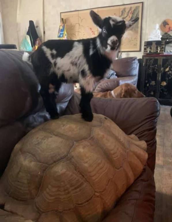 Acoge a los animales de un refugio en su casa para protegerlos durante