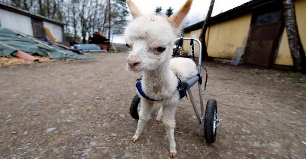 Alpaca bebé no solo perdió a su madre, sino también una patita, pero una mujer cambió su destino