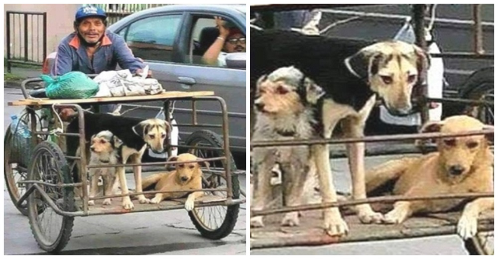 Captan al abuelito obligado a trabajar duramente pero jamás deja solitos a sus perros Captan al abuelito obligado a trabajar duramente pero jamás deja solitos a sus perros