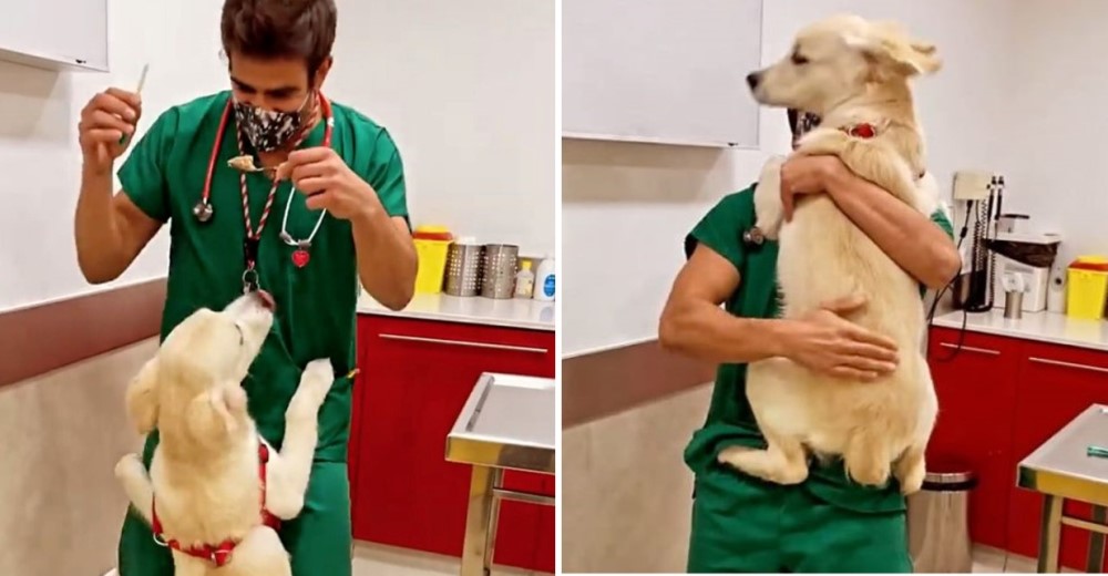 Veterinario tiene un adorable método de vacunar a los perros sin que ellos no noten