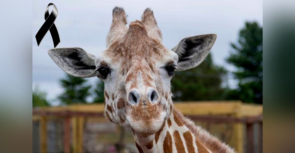 «Nos duele el corazón» – Muere a los 20 años la famosa mamá jirafa tras una vida de dolor