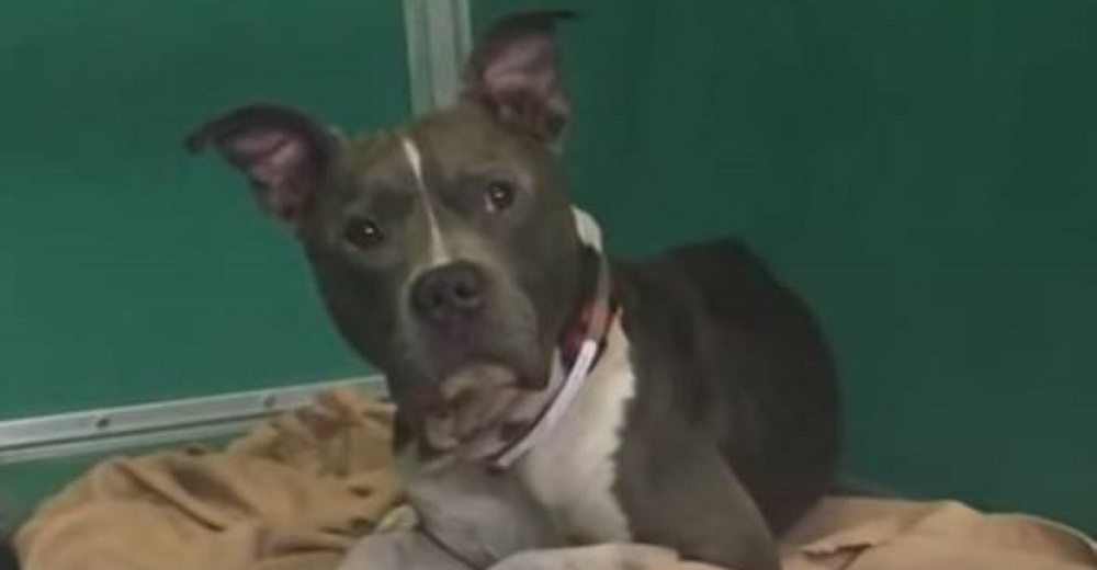 Perrito perdido estaba a 2 días de ser sacrificado, pero aún esperaba que papá lo salvara Perrito perdido estaba a 2 días de ser sacrificado, pero aún esperaba que papá lo salvara