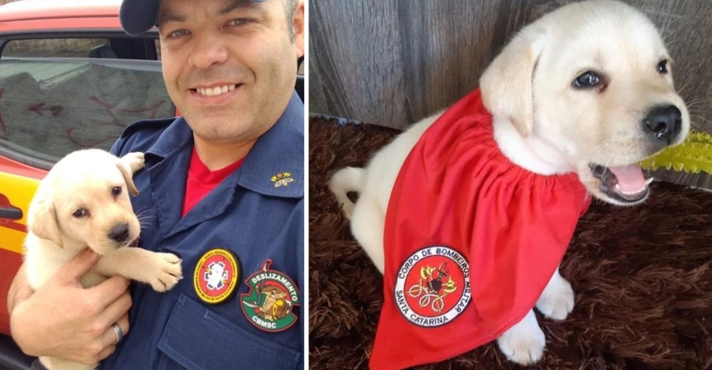 El Cuerpo de Bomberos adopta un pequeño perrito para convertirlo en el más valiente rescatista