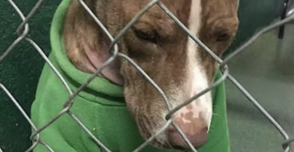 Triste perrito usó eternamente un suéter navideño rogando un hogar pero el tiempo se agotaba Triste perrito usó eternamente un suéter navideño rogando un hogar pero el tiempo se agotaba