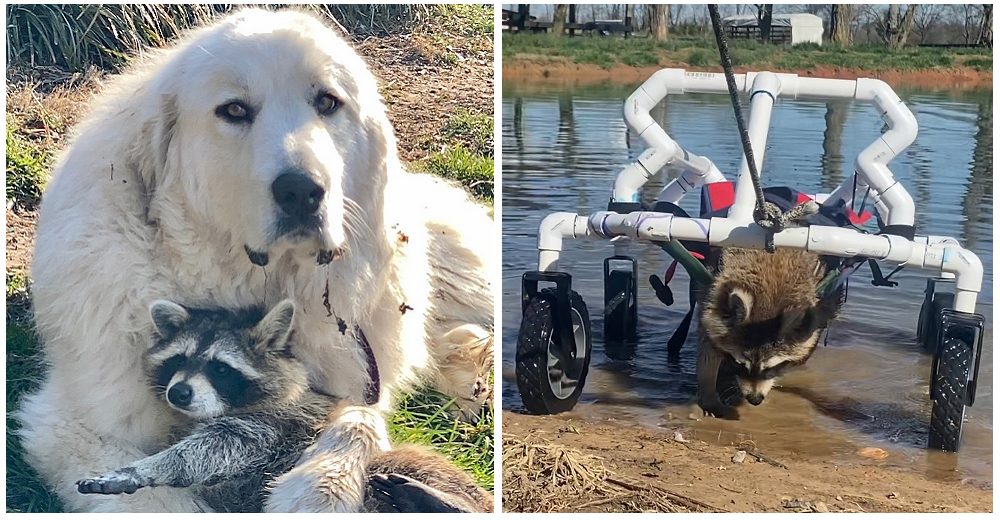 Un perro consuela a un mapache con parálisis que intentaba caminar de nuevo con una silla especial