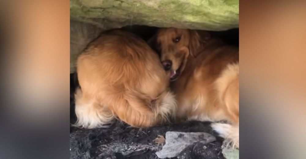 Cachorrita queda atrapada en el fondo de un agujero, pero su madre jamás se daría por vencida Cachorrita queda atrapada en el fondo de un agujero, pero su madre jamás se daría por vencida
