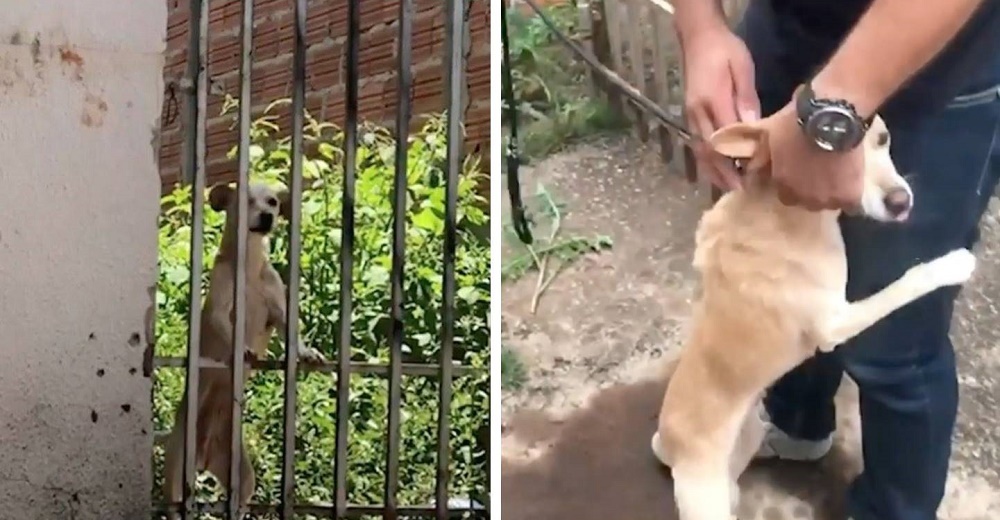 Perrita se aferra tiernamente a su salvador tras vivir los peores años encerrada en una casa Perrita se aferra tiernamente a su salvador tras vivir los peores años encerrada en una casa