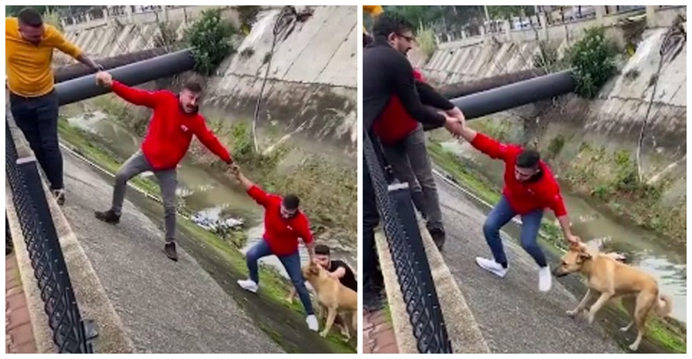 Cachorrito callejero vio su final pero una cadena humana de desconocidos apostó todo por él Cachorrito callejero vio su final pero una cadena humana de desconocidos apostó todo por él