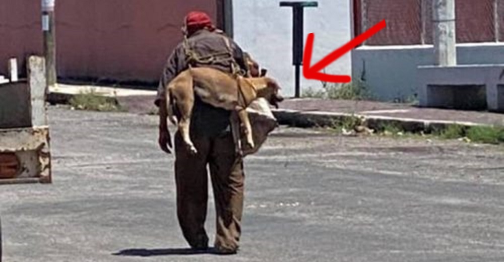 Ve a un anciano indigente cargando en sus espaldas a su amado perrito y se acerca a interrogarlo