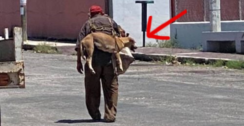 Ve a un anciano indigente cargando en sus espaldas a su amado perrito y se acerca a interrogarlo Ve a un anciano indigente cargando en sus espaldas a su amado perrito y se acerca a interrogarlo