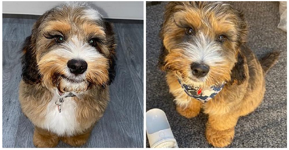 Señalan a la dueña del perrito con las «pestañas postizas» más adorables y ella responde