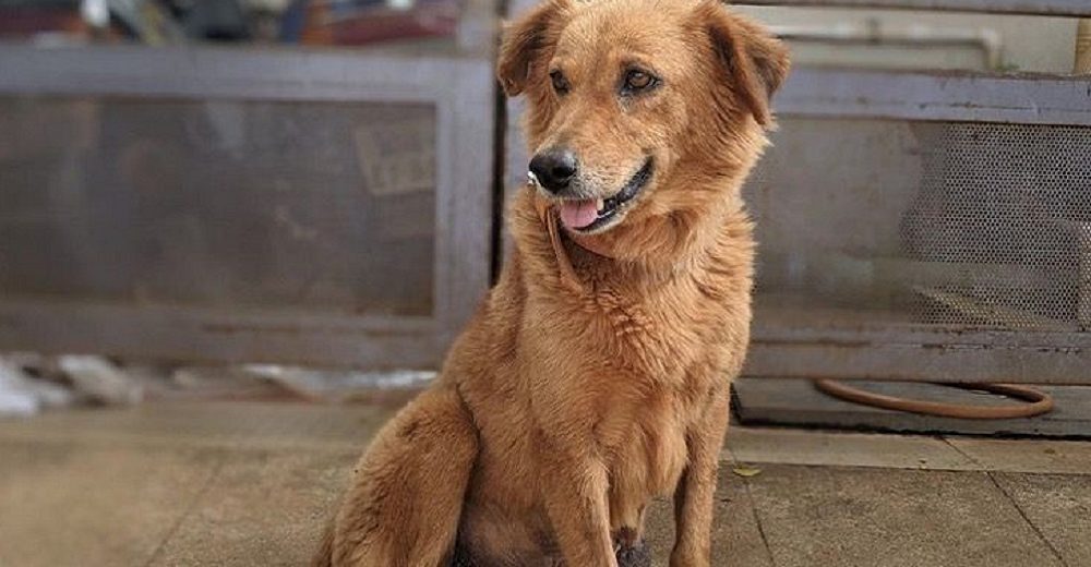 Un grupo de voluntarios y vecinos se unen para salvar a una perrita callejera con un tumor Un grupo de voluntarios y vecinos se unen para salvar a una perrita callejera con un tumor