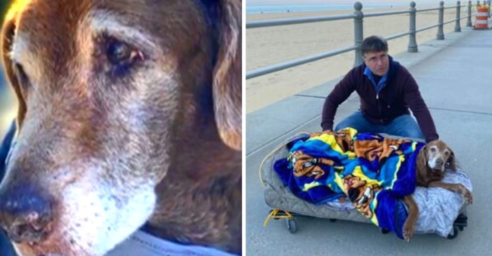 Hace una cama móvil para que su perrita anciana pueda pasear en la playa por última vez