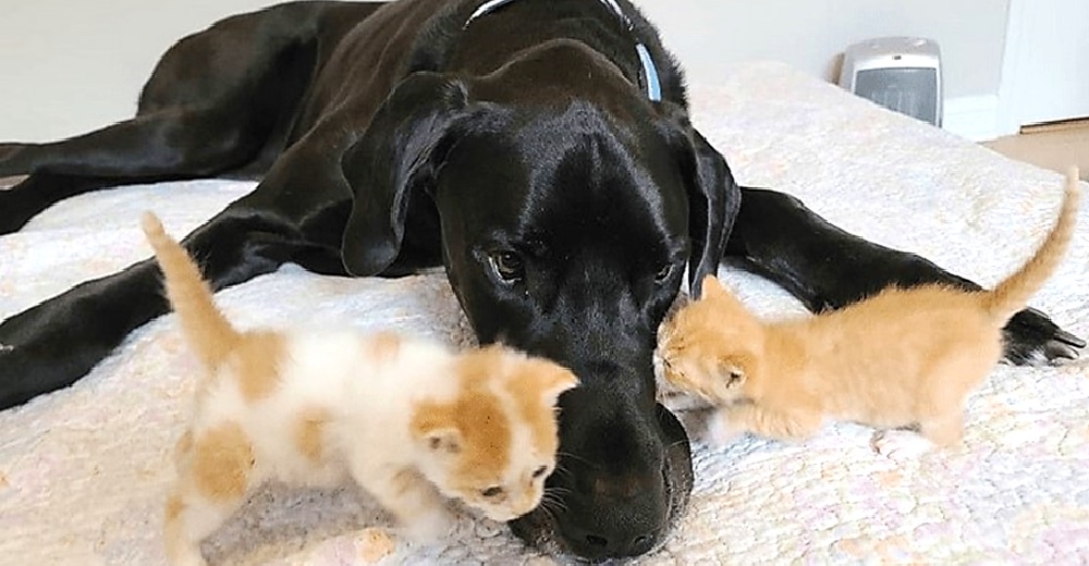 Gran Danés tiene el corazón tan grande como su tamaño, adopta cada gatito vulnerable que conoce Gran Danés tiene el corazón tan grande como su tamaño, adopta cada gatito vulnerable que conoce