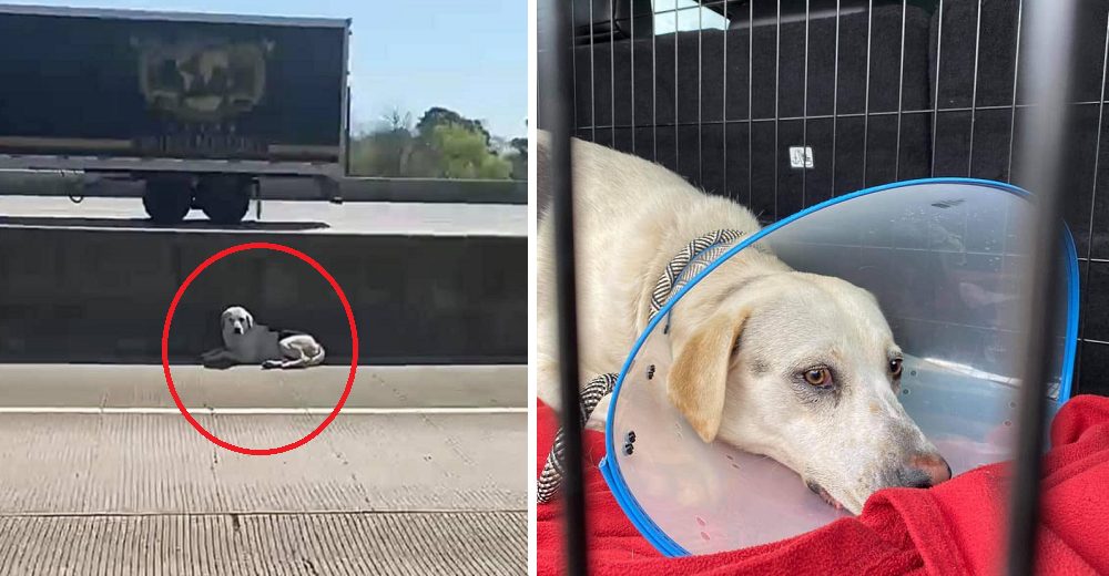 Tras salvar a un perro de un accidente luchan por evitar que sea sacrificado- «No merecía morir»