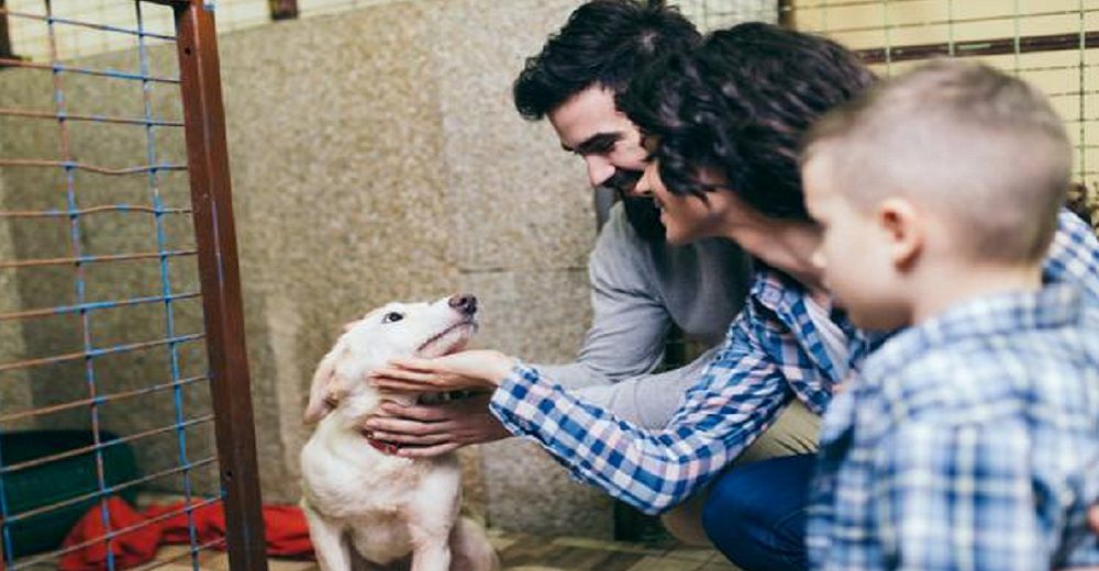 Un desconocido con un gran corazón paga la cuota de adopción de todos los perritos de un refugio