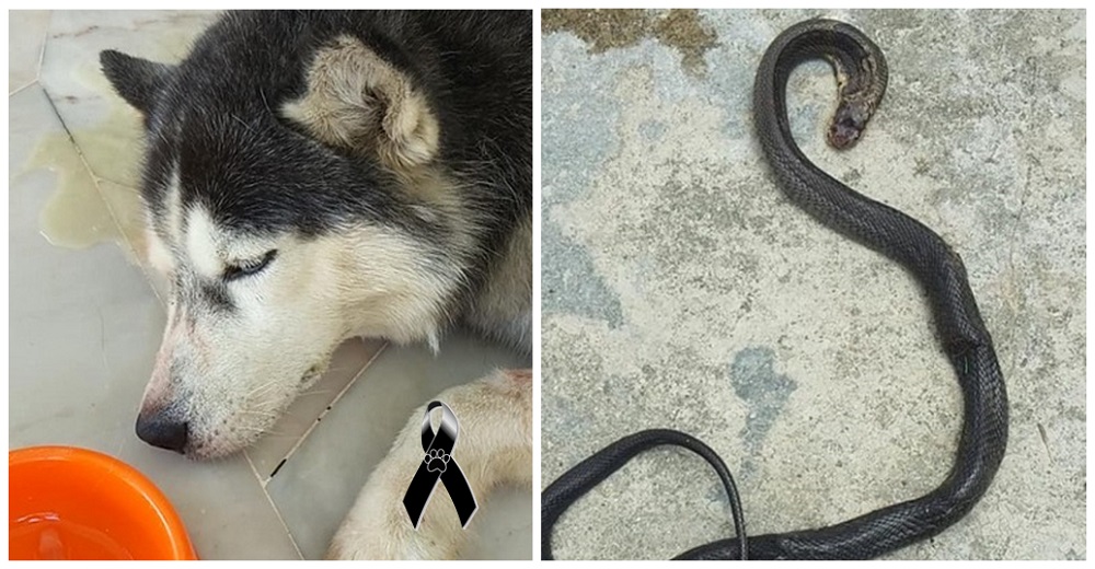 El perrito más fiel sacrifica su vida luchando contra una cobra mortal para salvar a su familia