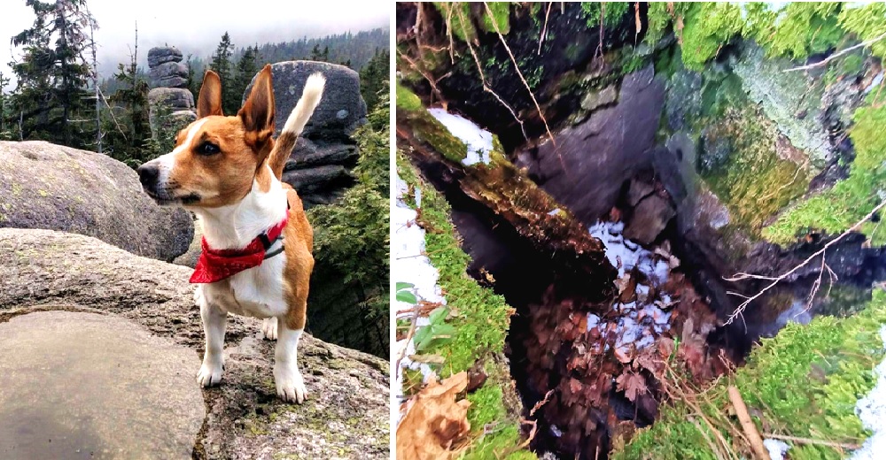 Perrito arrastra a su dueño hasta un agujero para salvar a un Golden al borde de la muerte Perrito arrastra a su dueño hasta un agujero para salvar a un Golden al borde de la muerte